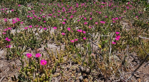 Portulaca gilliesii, photograph 4