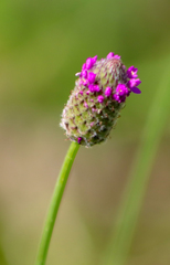 Dalea emarginata
