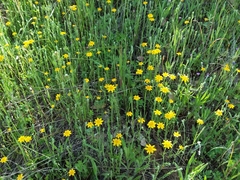 Pseudobahia heermannii