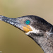 Cormorants and Shags - Photo (c) Greg Lasley, some rights reserved (CC BY-NC), uploaded by Greg Lasley