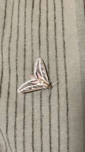 Australian Striped Hawk Moth