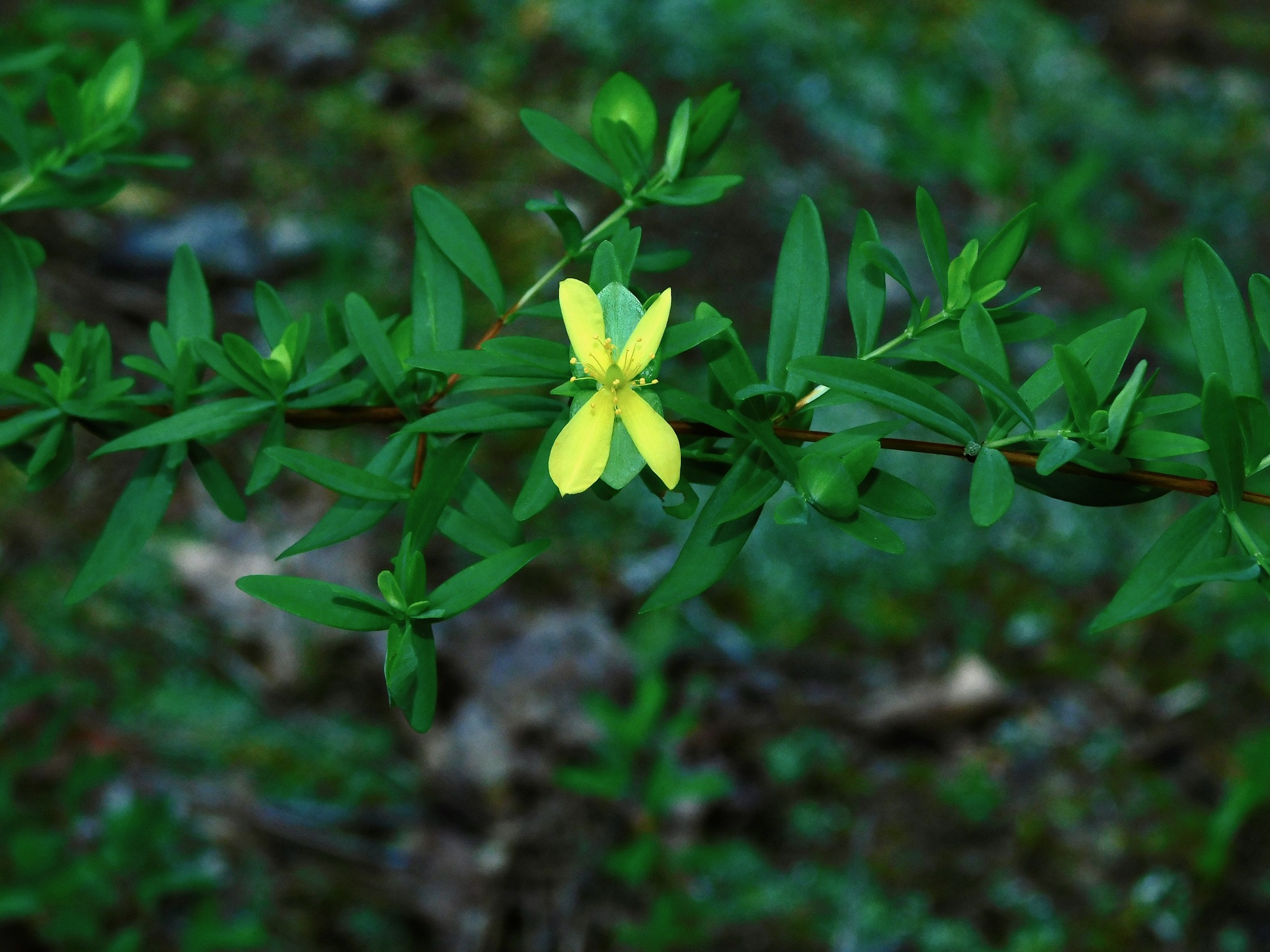 Hypericum hypericoides