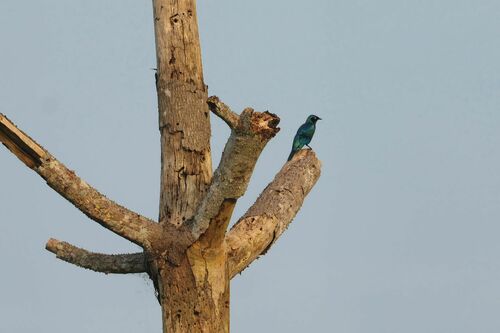 Splendid Starling