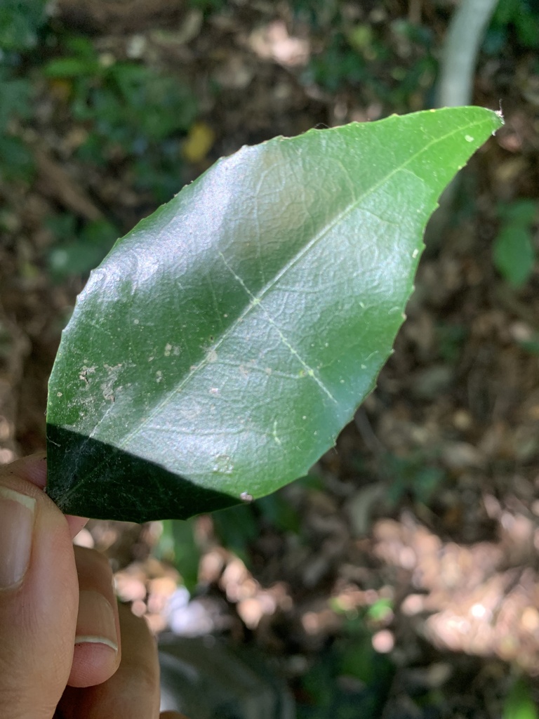 Koko Tree from Ray Nkonyeni Rural, Port Shepstone, KZN, ZA on February ...