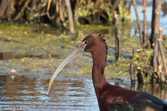 Plegadis chihi × Plegadis falcinellus