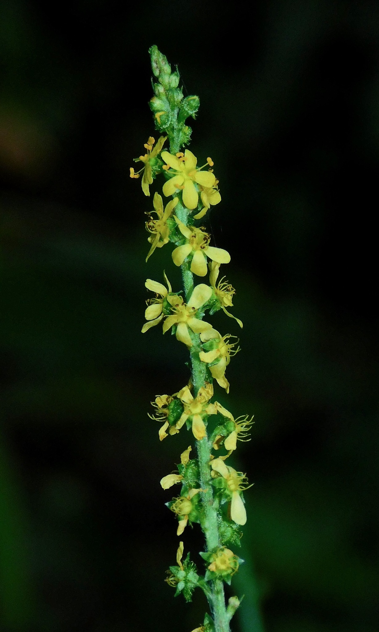 Agrimonia parviflora