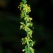 Swamp Agrimony - Photo (c) Michael J. Papay, some rights reserved (CC BY), uploaded by Michael J. Papay