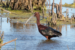 Plegadis chihi × Plegadis falcinellus