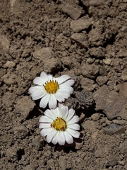 Oriastrum lycopodioides