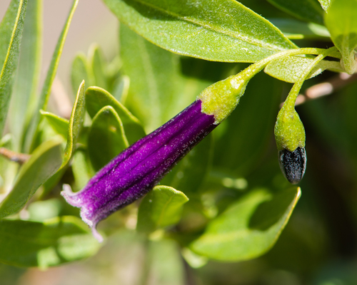 Dunalia spinosa, photograph 6