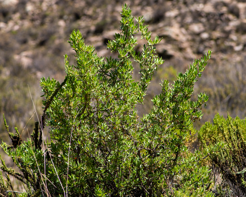 Dunalia spinosa, photograph 5