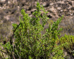 Dunalia spinosa, photograph (c) Nicolás Villaseca Merino, some rights reserved (CC BY-SA)
