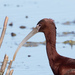 White-faced × Glossy Ibis - Photo (c) Greg Lasley, some rights reserved (CC BY-NC), uploaded by Greg Lasley