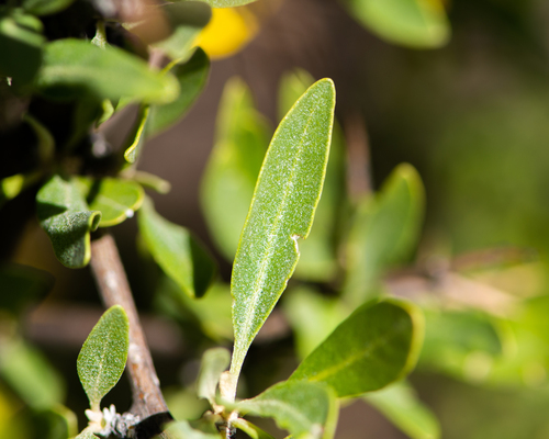 Dunalia spinosa, photograph 3