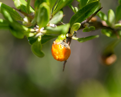 Dunalia spinosa, photograph (c) Nicolás Villaseca Merino, some rights reserved (CC BY-SA)
