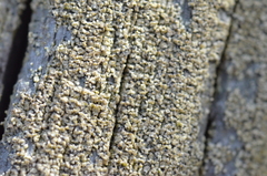 Pycnora praestabilis