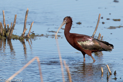 Plegadis chihi × Plegadis falcinellus