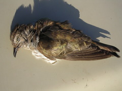 Chrysococcyx minutillus