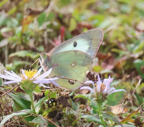 Clouded sulphur
