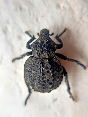 Brachycerus foveicollis