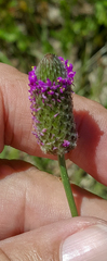 Dalea emarginata