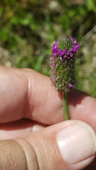 Dalea emarginata