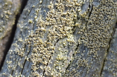 Pycnora praestabilis