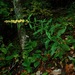 Mountain Decumbent Goldenrod - Photo (c) Michael J. Papay, some rights reserved (CC BY), uploaded by Michael J. Papay