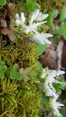 Sedum ternatum