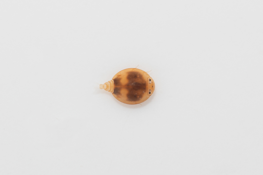 Prosopistoma ocellatum