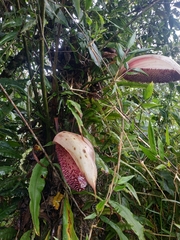 Anthurium formosum