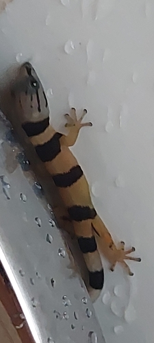 Caribbean Least Gecko