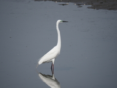 Ardea alba