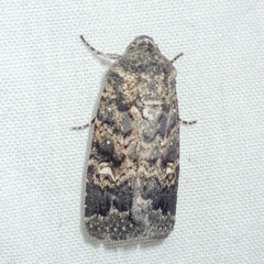 Proteuxoa bistrigula