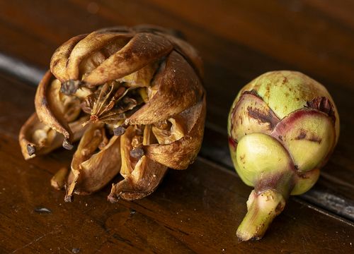 Clusia nemorosa