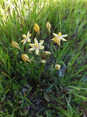 Triteleia ixioides scabra