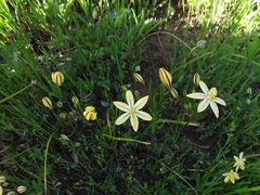 Triteleia ixioides scabra