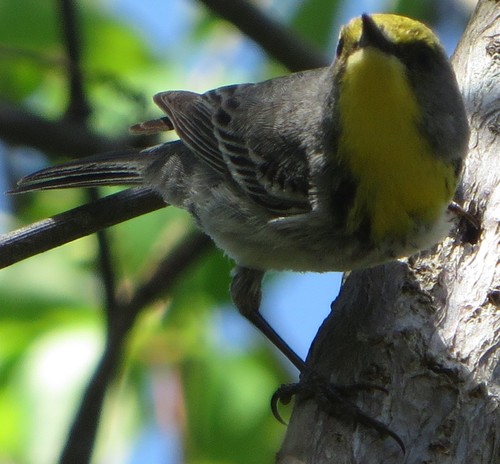 Olive-capped Warbler (Setophaga pityophila), photo 3