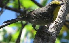 Setophaga pityophila