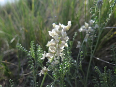 Sophora nuttalliana