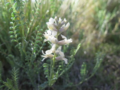 Sophora nuttalliana