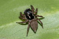 Sumampattus quinqueradiatus