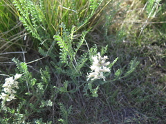 Sophora nuttalliana