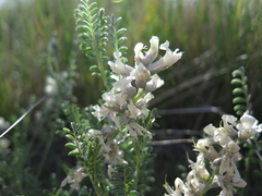 Sophora nuttalliana