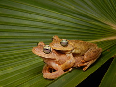 Banana Tree Dwelling Frog photo 2