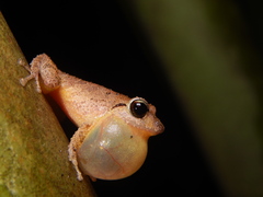 Banded Robber Frog photo 2