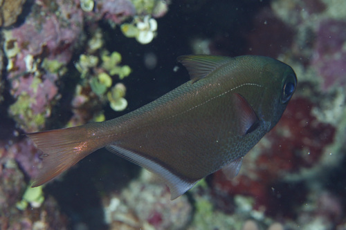 Blackspot sweeper (Pempheris oualensis) — Pempheridae — 4
