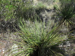 Nolina cespitifera