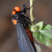 Black and Scarlet Cicada - Photo (c) 潘立傑 LiChieh Pan, some rights reserved (CC BY-NC-SA)