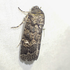 Proteuxoa bistrigula